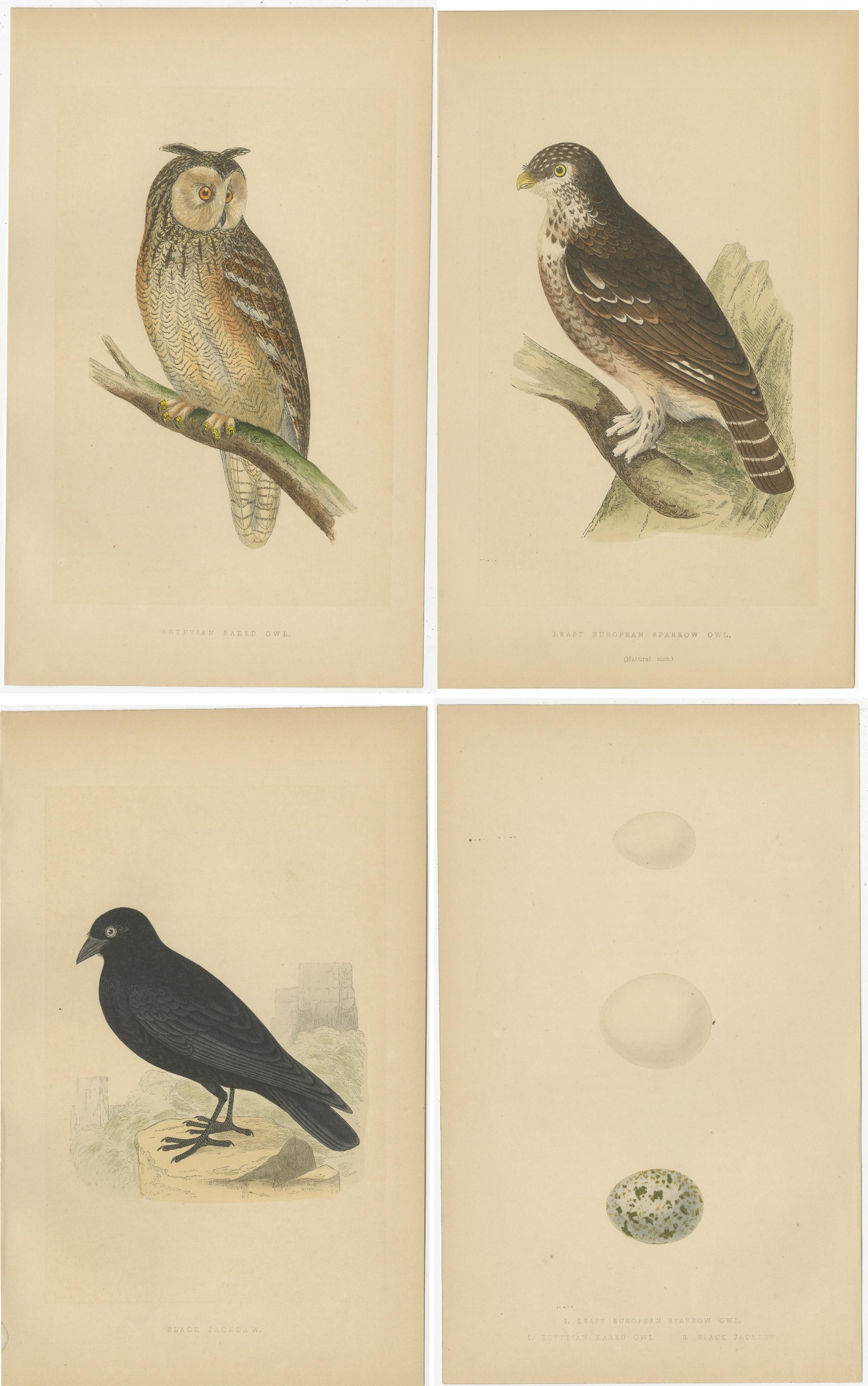 Set of four antique birds prints of an Egyptian eared owl, least European sparrow owl, black jackdaw and their eggs. These prints originate from 'A history of the birds of Europe, not observed in the British Isles' by Charles Robert Bree and