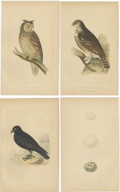 Set of 4 Antique Bird Prints of Two Owls, a Black Jackdaw and Their Eggs