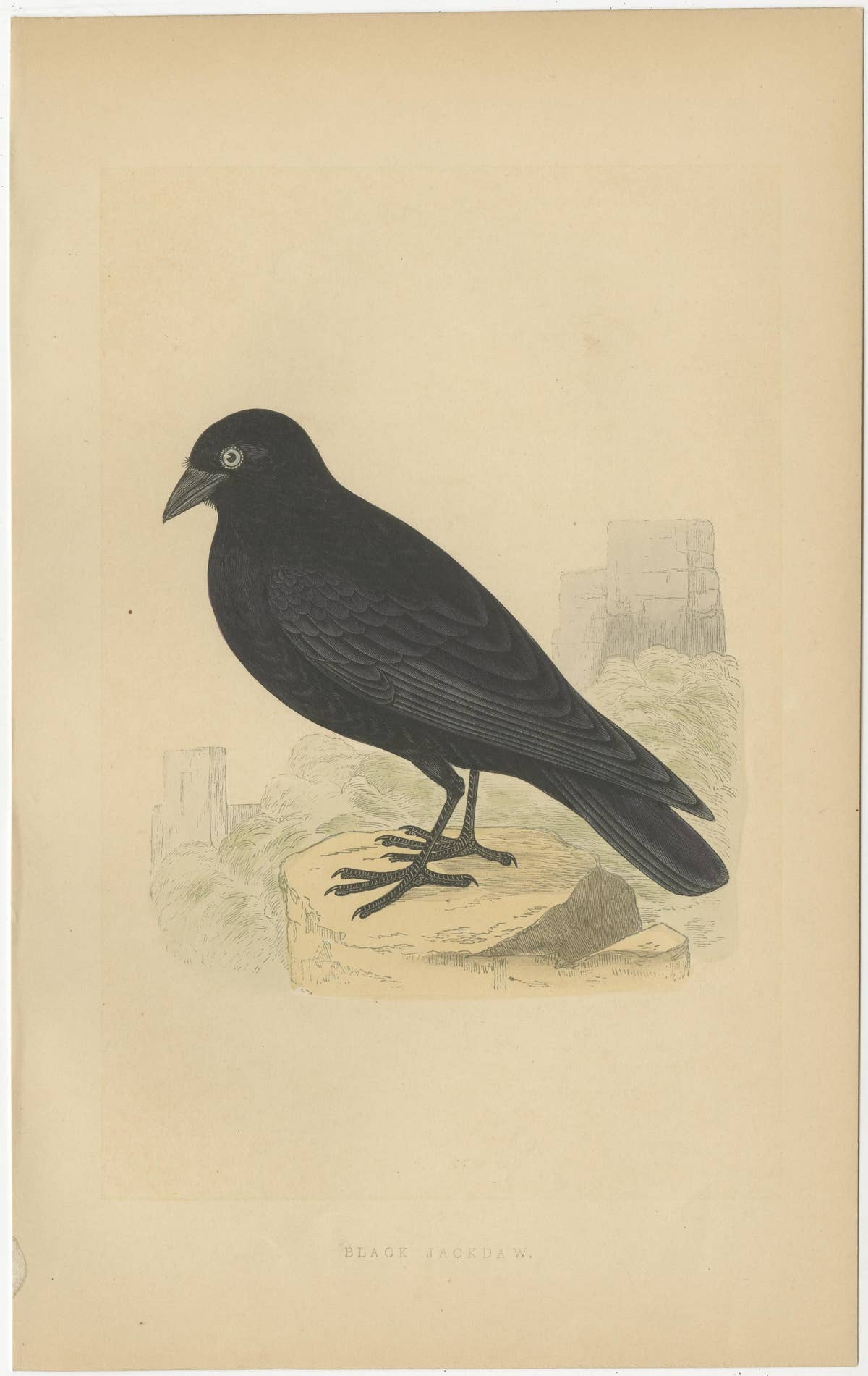 Set of 4 Antique Bird Prints of Two Owls, a Black Jackdaw and Their Eggs