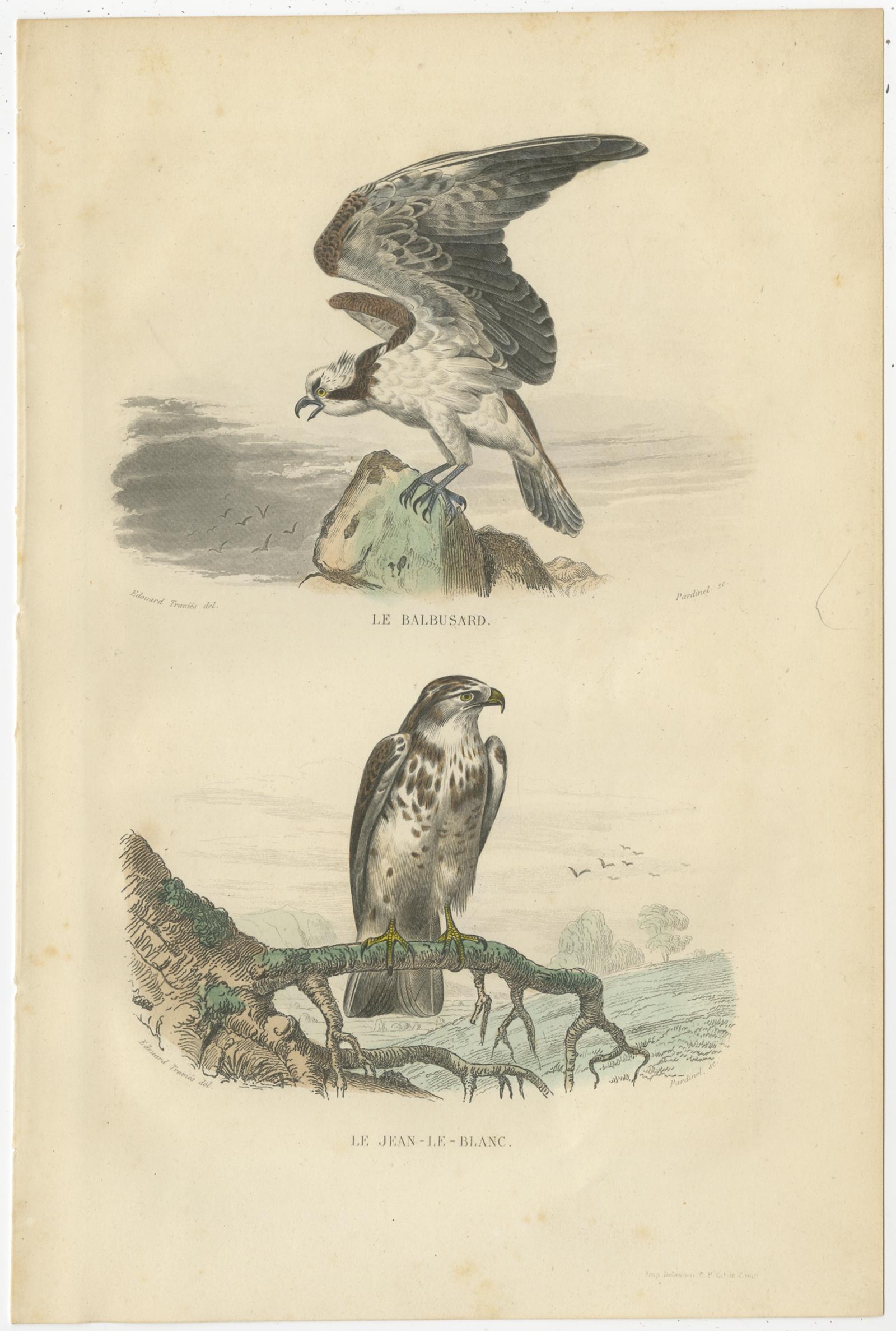 Set of four antique bird prints titled 'Le Balbusard - Le Jean-le-Blanc, La Buse - Le Milan, Le Hobereau - Le Faucon, La Cresserelle - l'Emerillon'. It shows the Osprey, Short-toed Snake Eagle, the Buzzard, the Kite, the Eurasian hobby, a Falcon,