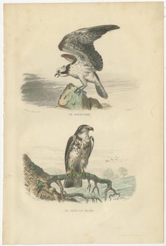 Set of 4 Antique Bird Prints Osprey, Eagle, Buzzard, Falcon by Buffon, 1839