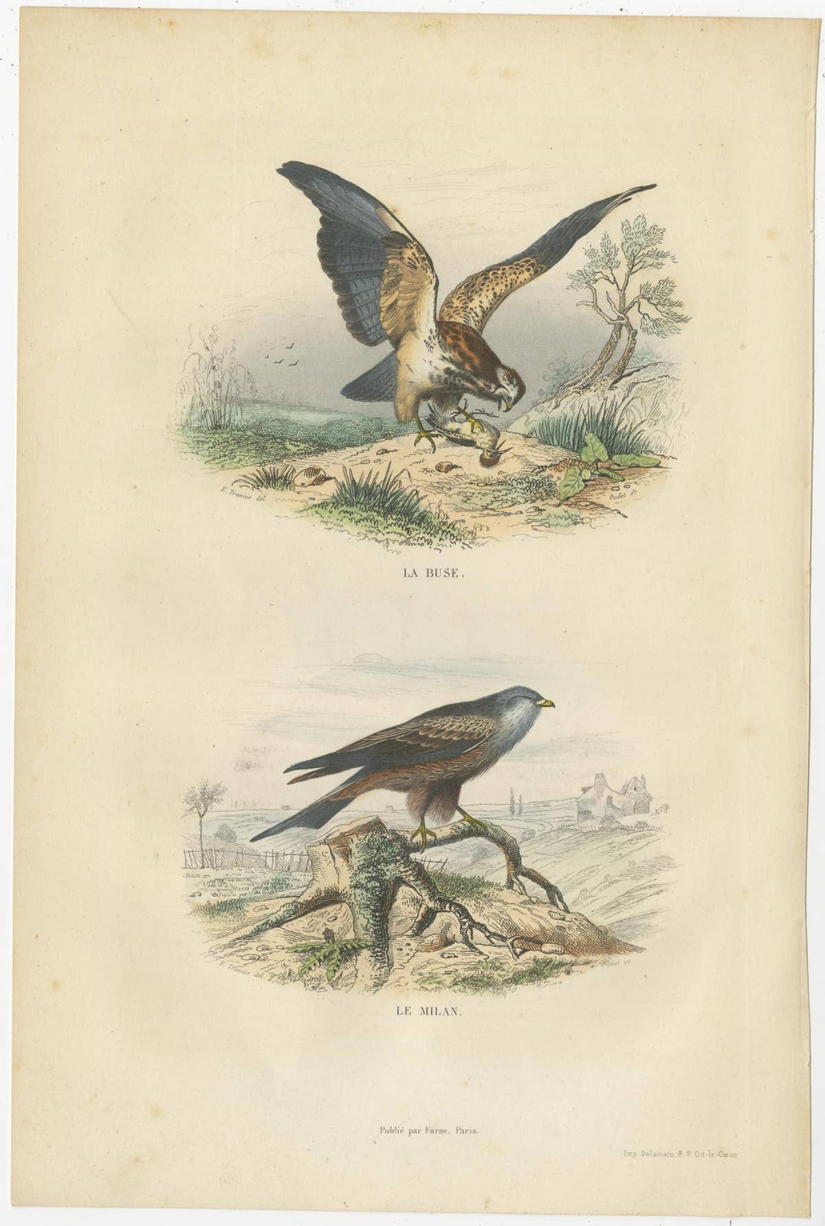 Set of 4 Antique Bird Prints Osprey, Eagle, Buzzard, Falcon by Buffon, 1839