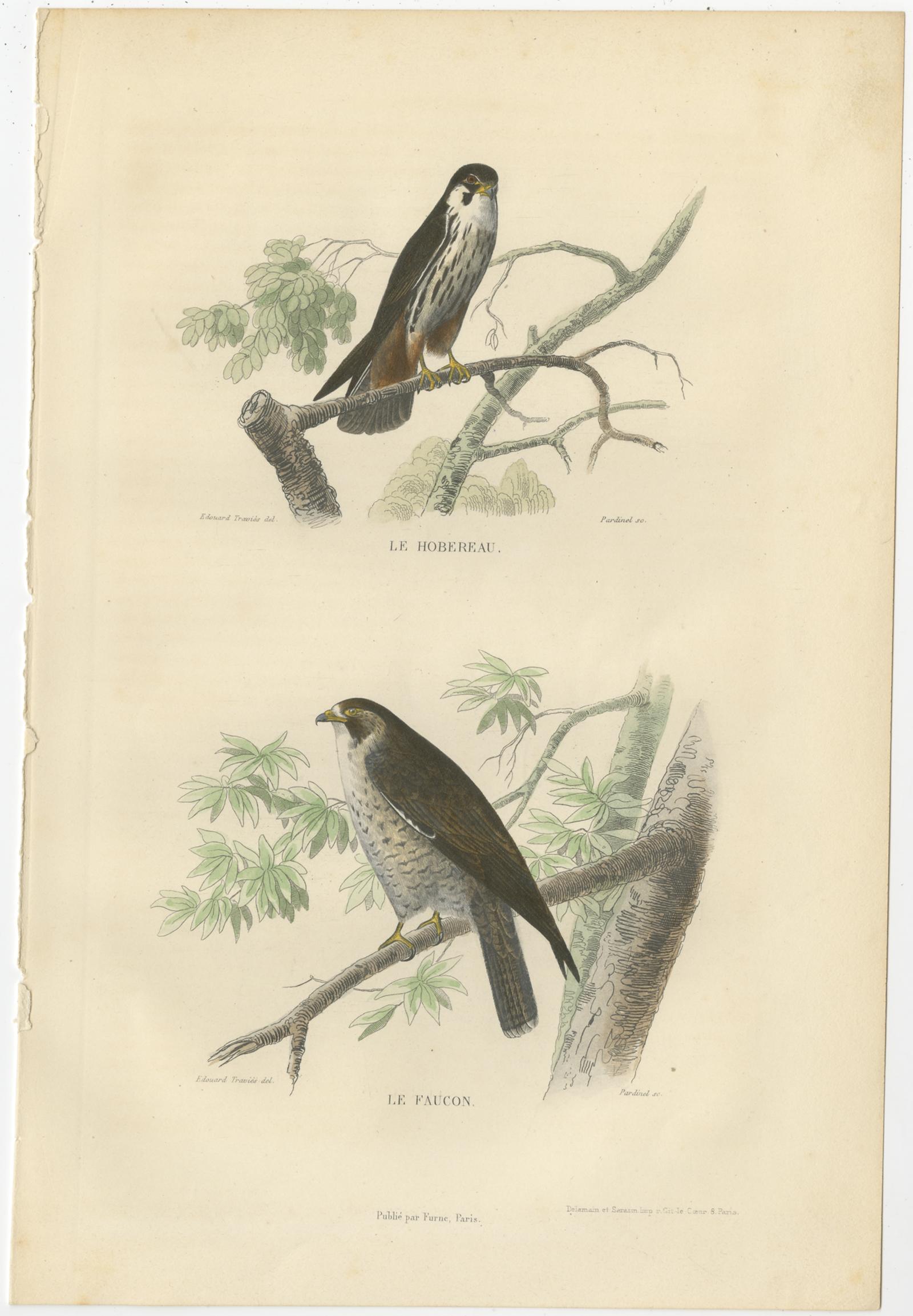 19th Century Set of 4 Antique Bird Prints Osprey, Eagle, Buzzard, Falcon by Buffon, 1839 For Sale