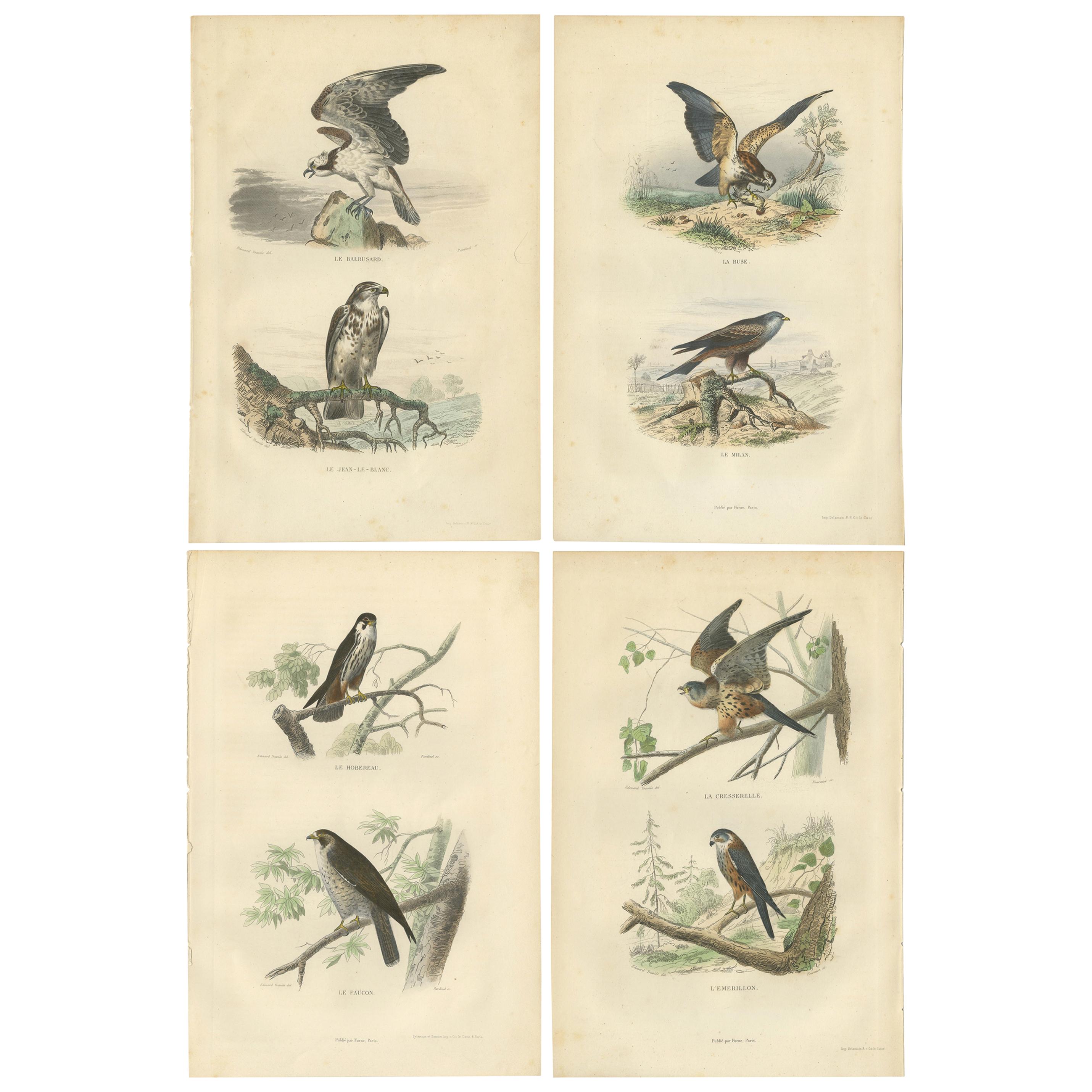 Set of 4 Antique Bird Prints Osprey, Eagle, Buzzard, Falcon by Buffon, 1839 For Sale