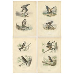 Set of 4 Antique Bird Prints Osprey, Eagle, Buzzard, Falcon by Buffon, 1839
