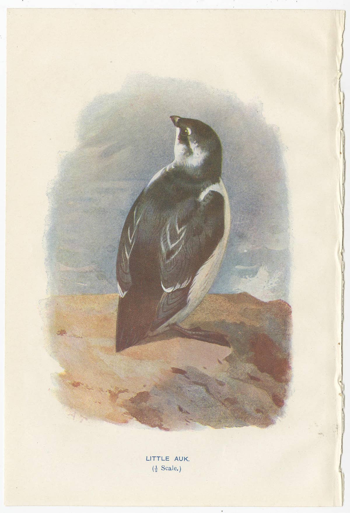 Set of 4 Antique Bird Prints Oyster Catcher, Gull, Sanderling, Auk, 1901