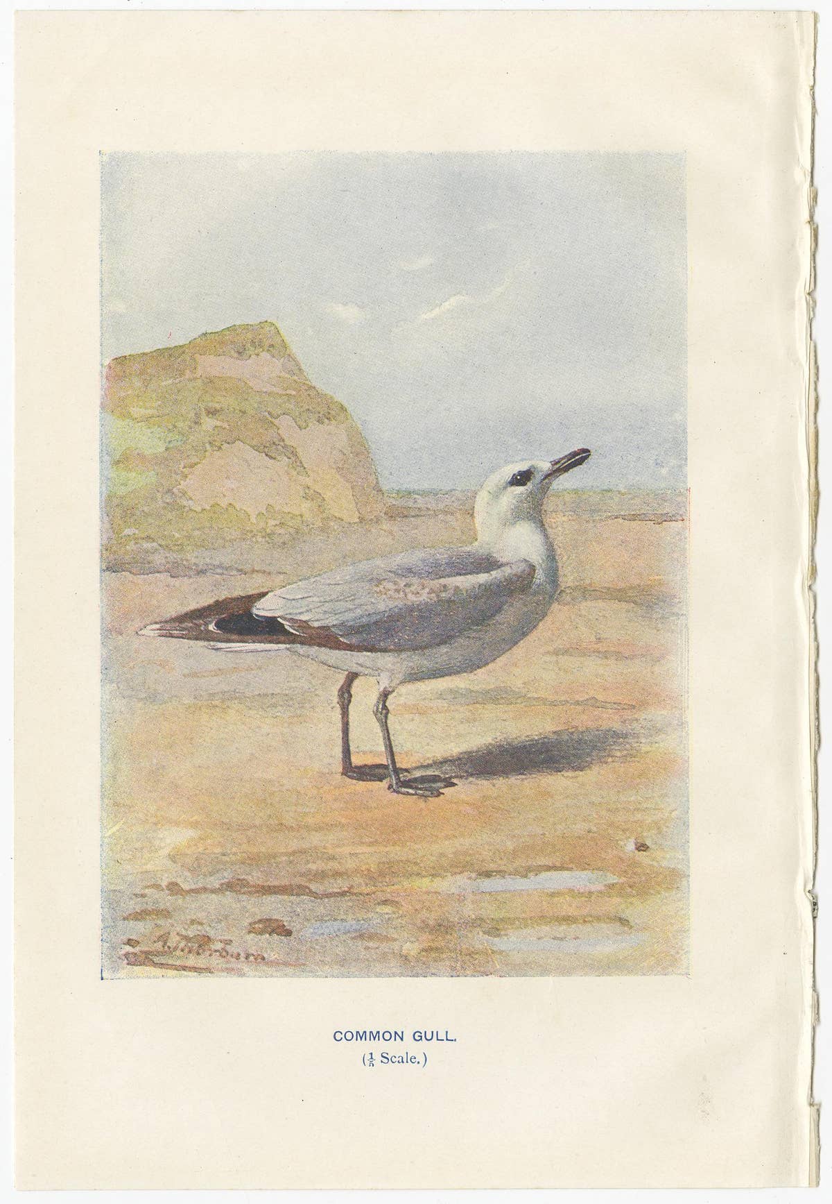Set of 4 Antique Bird Prints Oyster Catcher, Gull, Sanderling, Auk, 1901