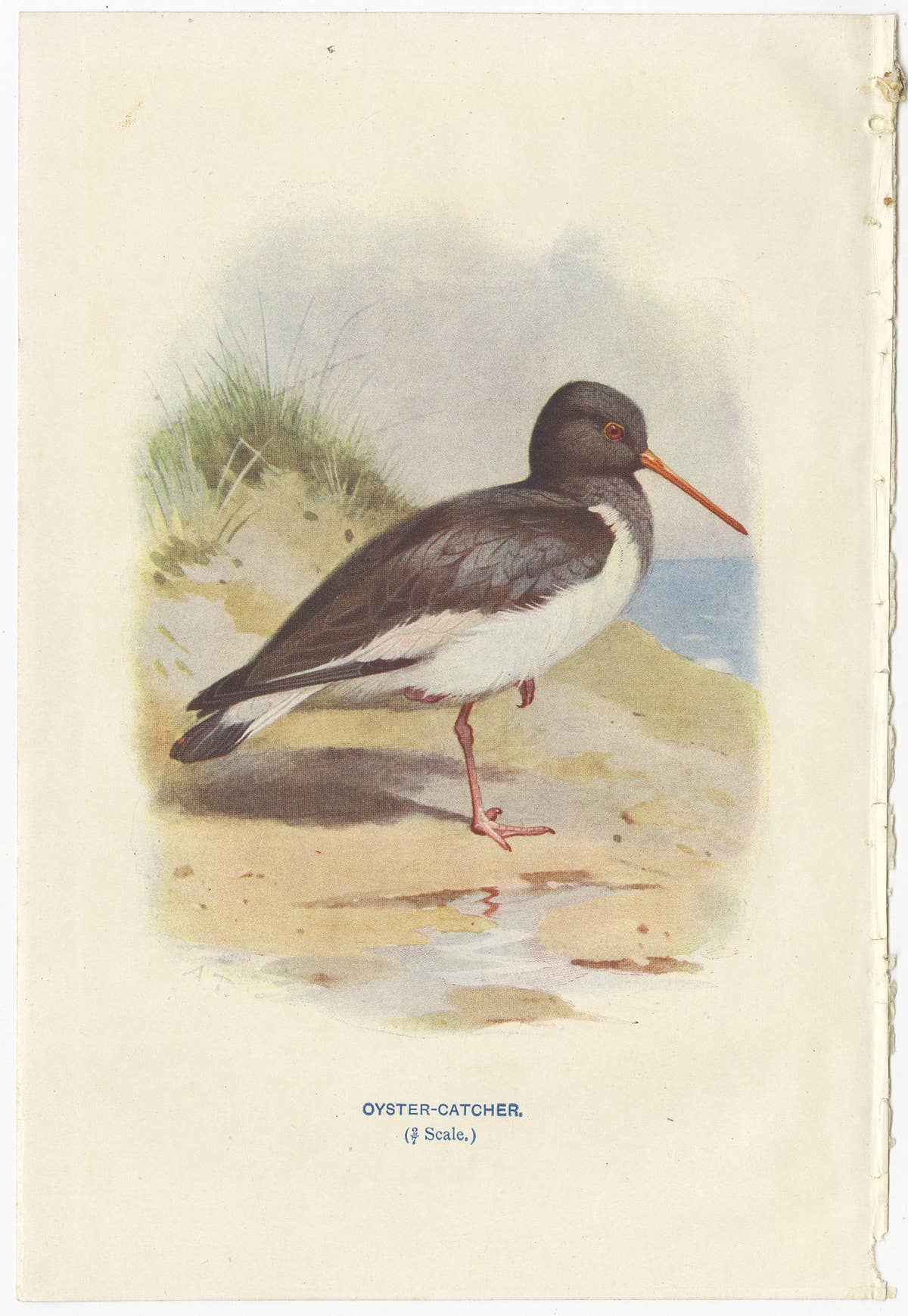 Set of 4 Antique Bird Prints Oyster Catcher, Gull, Sanderling, Auk, 1901