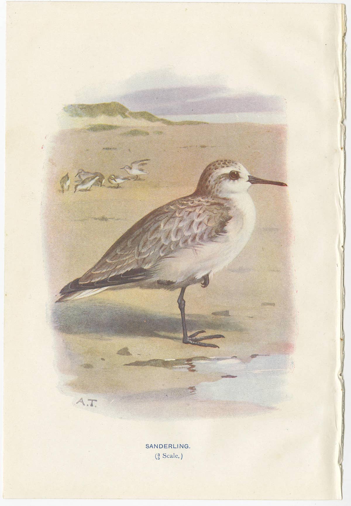 Set of 4 Antique Bird Prints Oyster Catcher, Gull, Sanderling, Auk, 1901