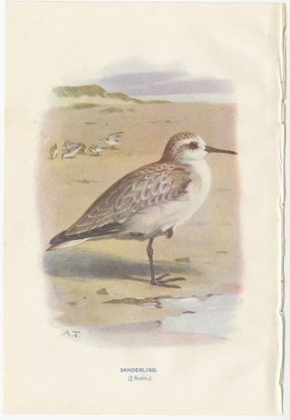 Set of 4 Antique Bird Prints Oyster Catcher, Gull, Sanderling, Auk, 1901, view 5
