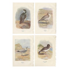 Set of 4 Antique Bird Prints Oyster Catcher, Gull, Sanderling, Auk, 1901