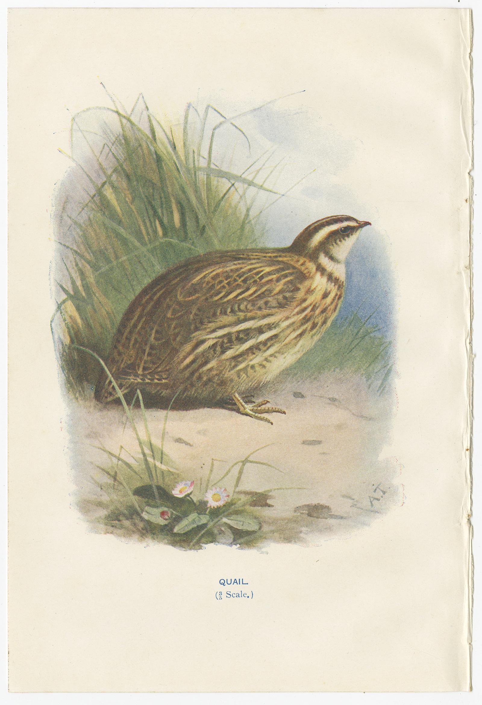 Set of four antique bird prints titled 'Quail - Dotterel - Merlin - Red-Legged Partridge'. These prints originate from 'Familiar Wild Birds' by Walter Swaysland. Illustrated by Archibald Thorburn and others.