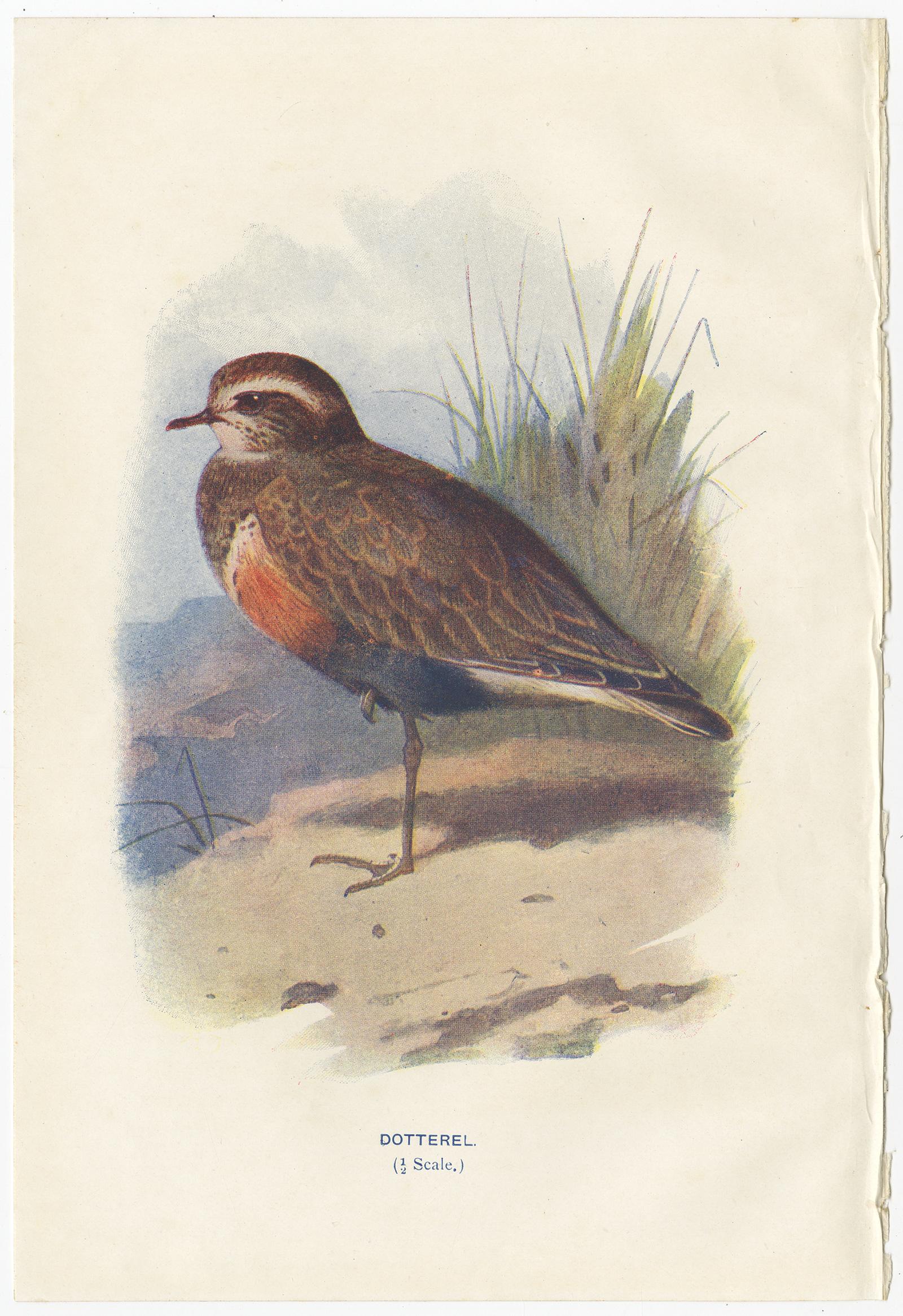 quail prints