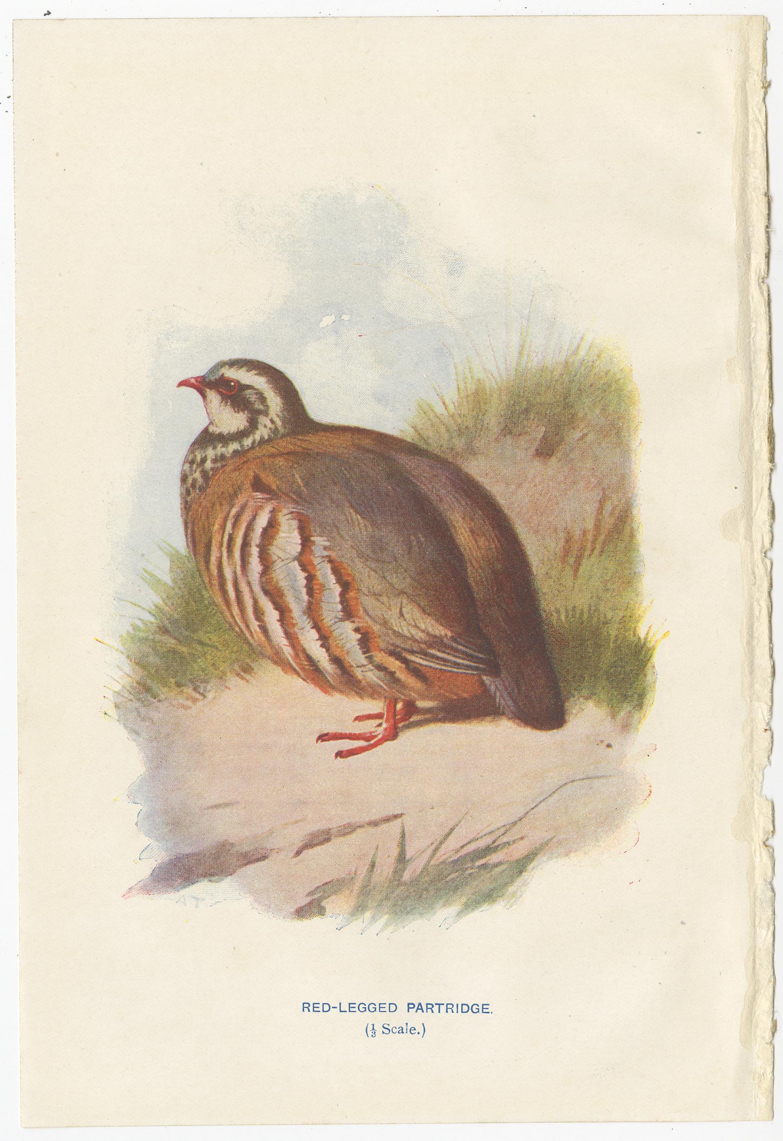 Set of 4 Antique Bird Prints Quail, Dotterel, Merlin, Red-Legged Partridge In Good Condition In Langweer, NL