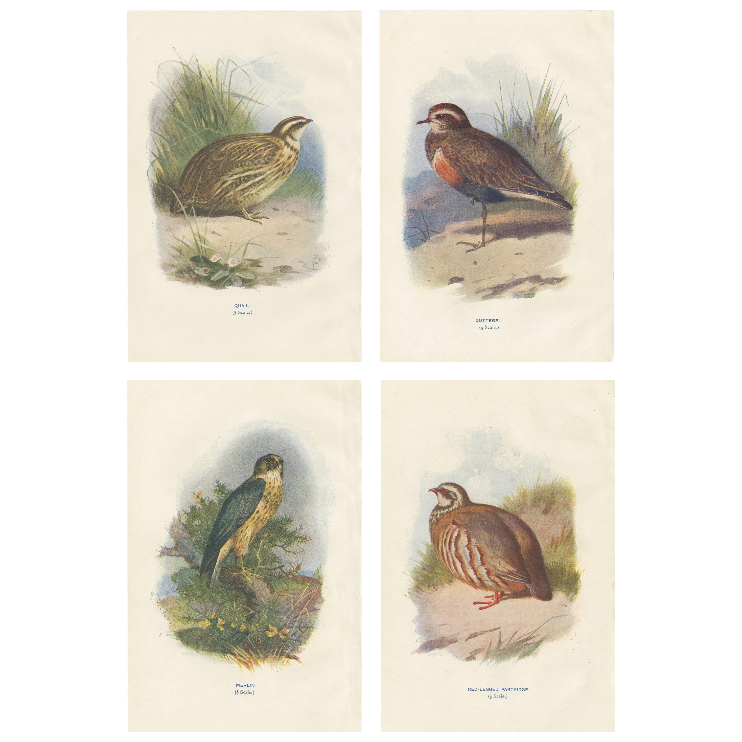 Set of 4 Antique Bird Prints Quail, Dotterel, Merlin, Red-Legged Partridge