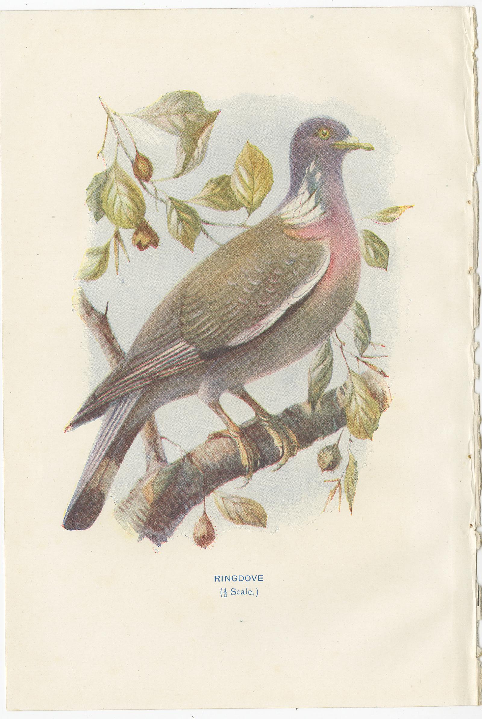 Set of four antique bird prints titled 'Ringdove - Shore Lark - Nightingale - Rock Dove'. These prints originate from 'Familiar Wild Birds' by Walter Swaysland. Illustrated by Archibald Thorburn and others.