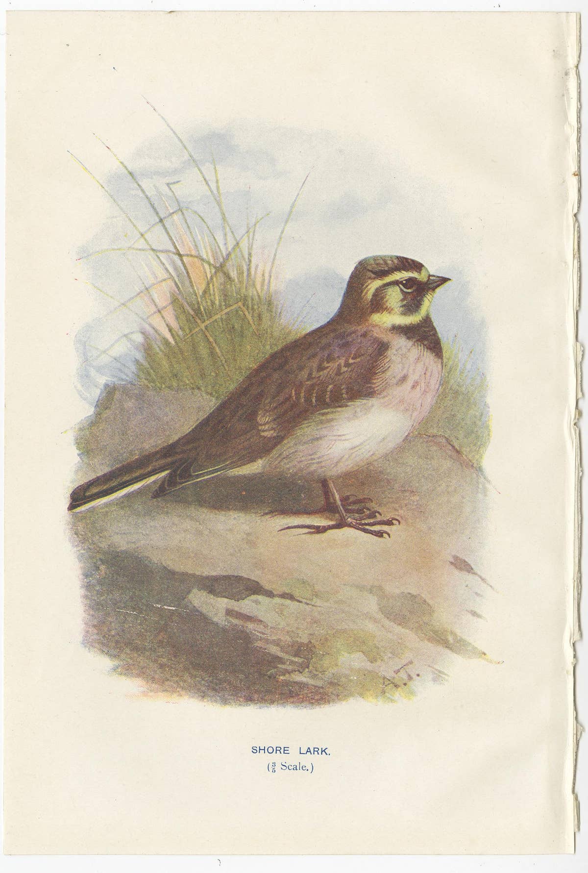 Set of 4 Antique Bird Prints Ringdove, Shore Lark, Nightingale, Rock Dove