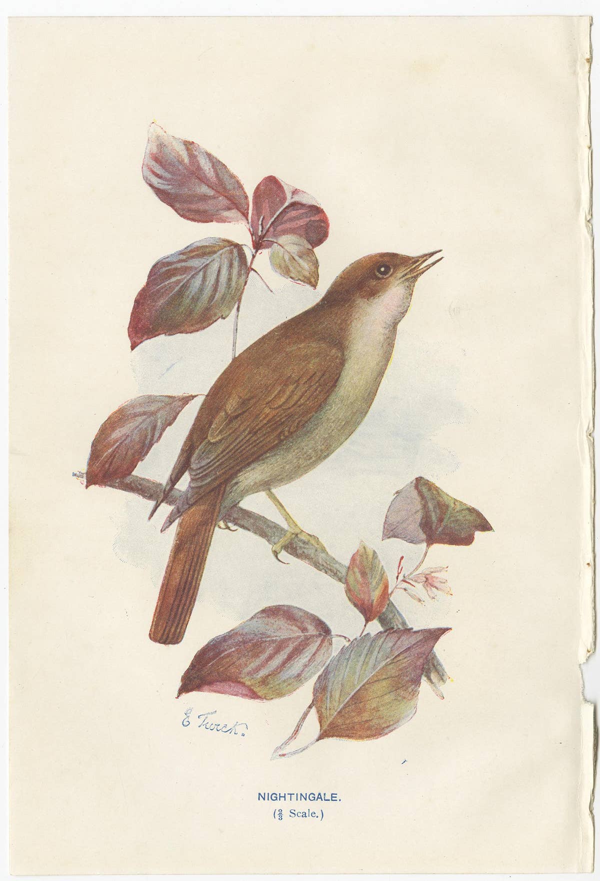 Set of 4 Antique Bird Prints Ringdove, Shore Lark, Nightingale, Rock Dove