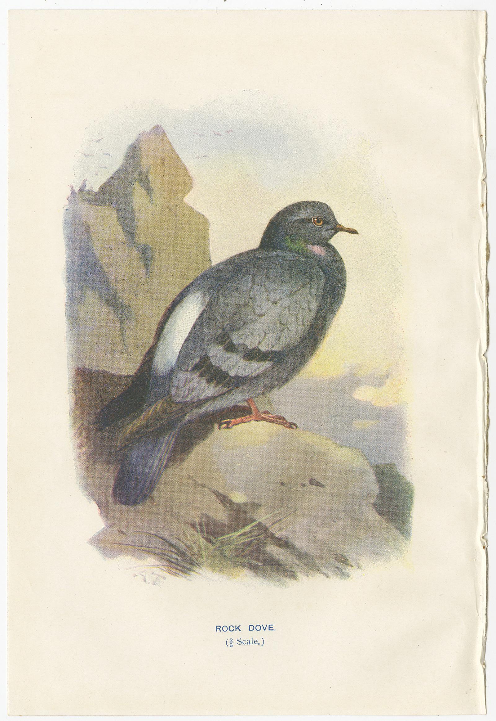 Set of 4 Antique Bird Prints Ringdove, Shore Lark, Nightingale, Rock Dove In Good Condition For Sale In Langweer, NL