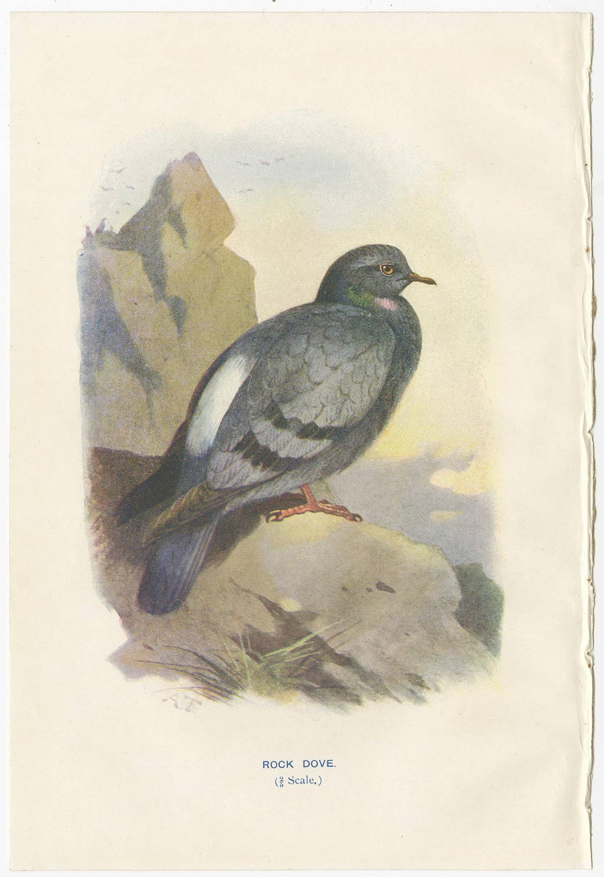 Set of 4 Antique Bird Prints Ringdove, Shore Lark, Nightingale, Rock Dove