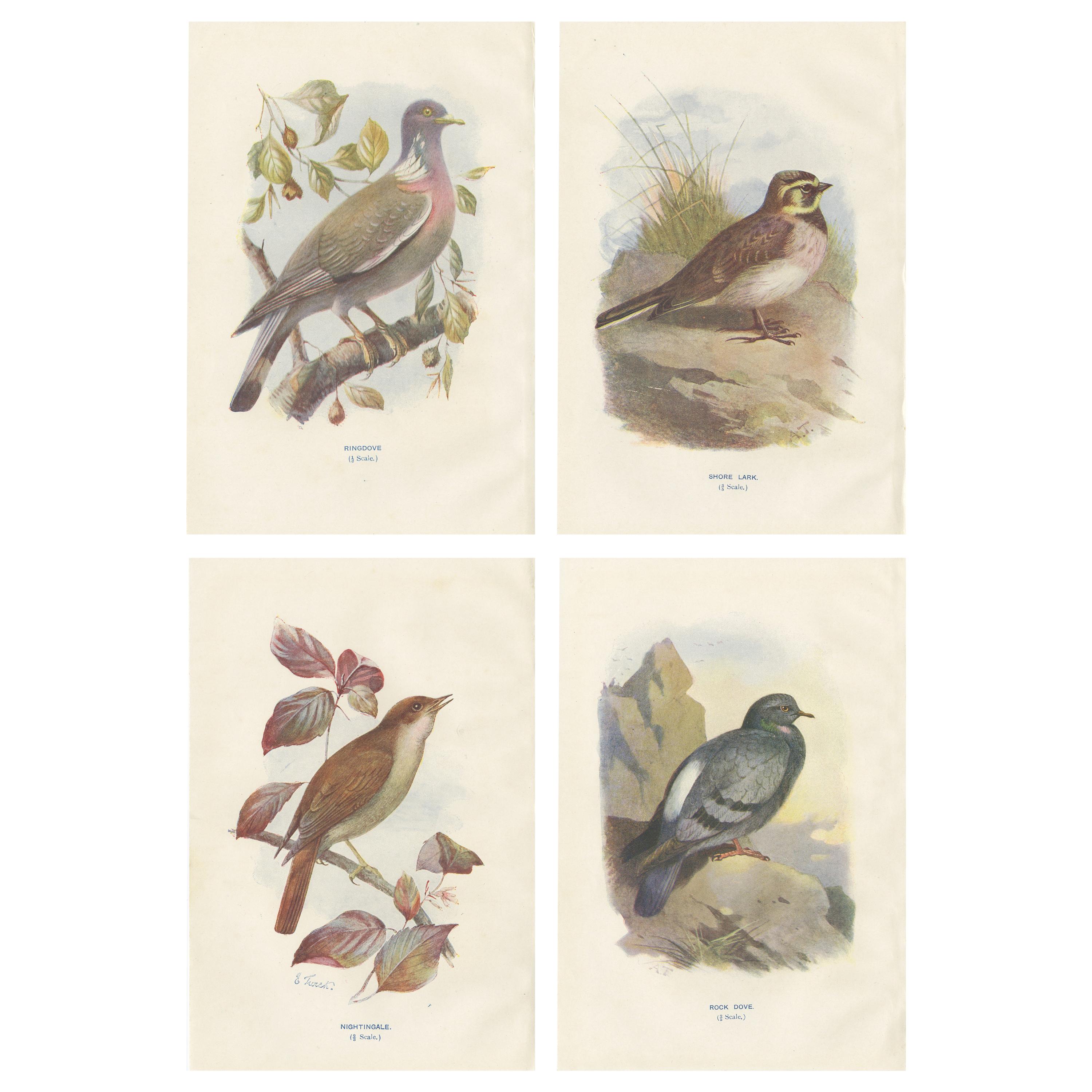 Ensemble de 4 impressions anciennes d'oiseaux Colombe:: Alouette des champs:: Rossignol:: Tourterelle des rochers