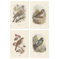 Set of 4 Antique Bird Prints Ringdove, Shore Lark, Nightingale, Rock Dove