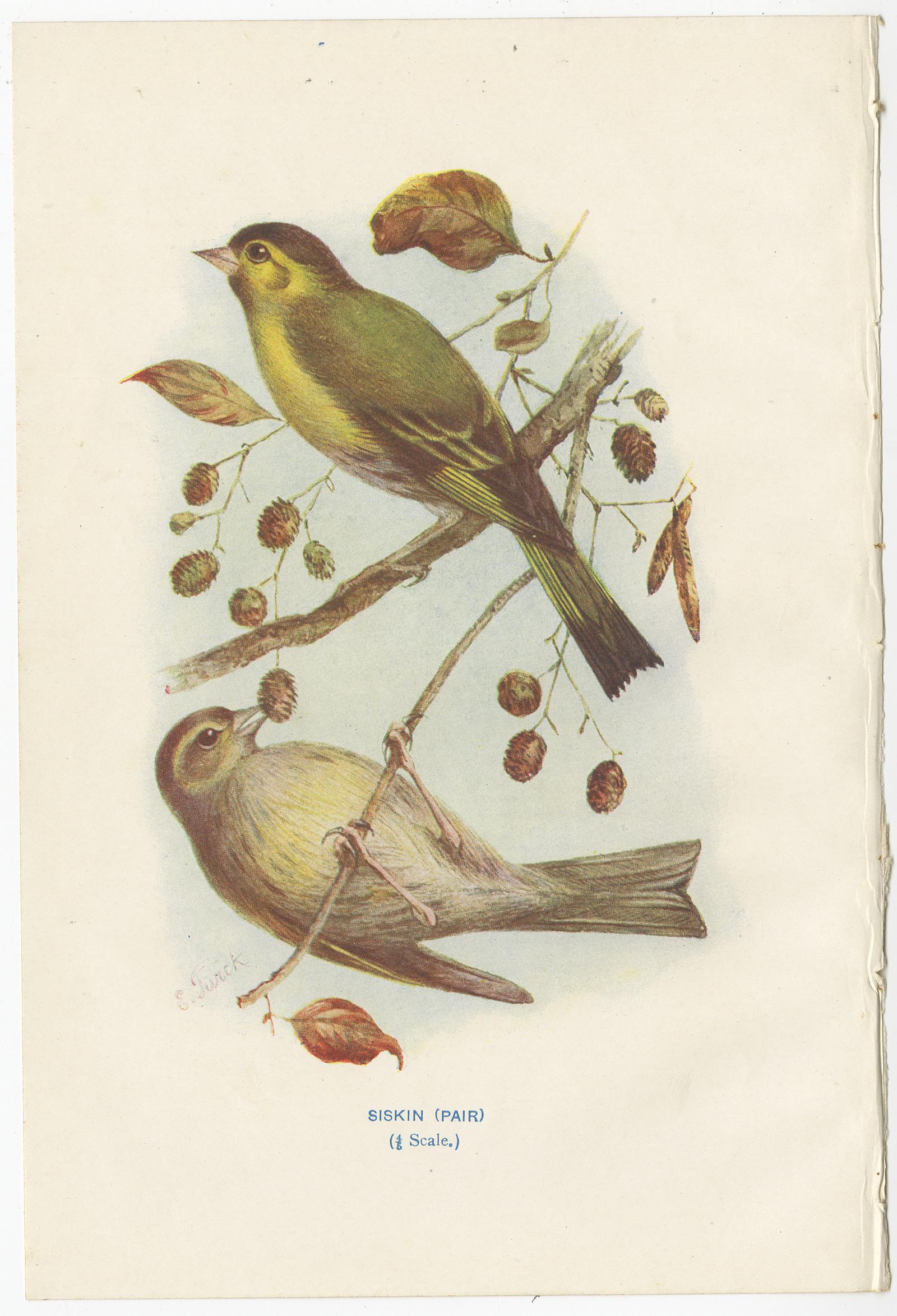 Ensemble de quatre gravures anciennes d'oiseaux intitulées 'Siskin - Pic épeiche - Wryneck - Pic vert'. Ces impressions proviennent de 