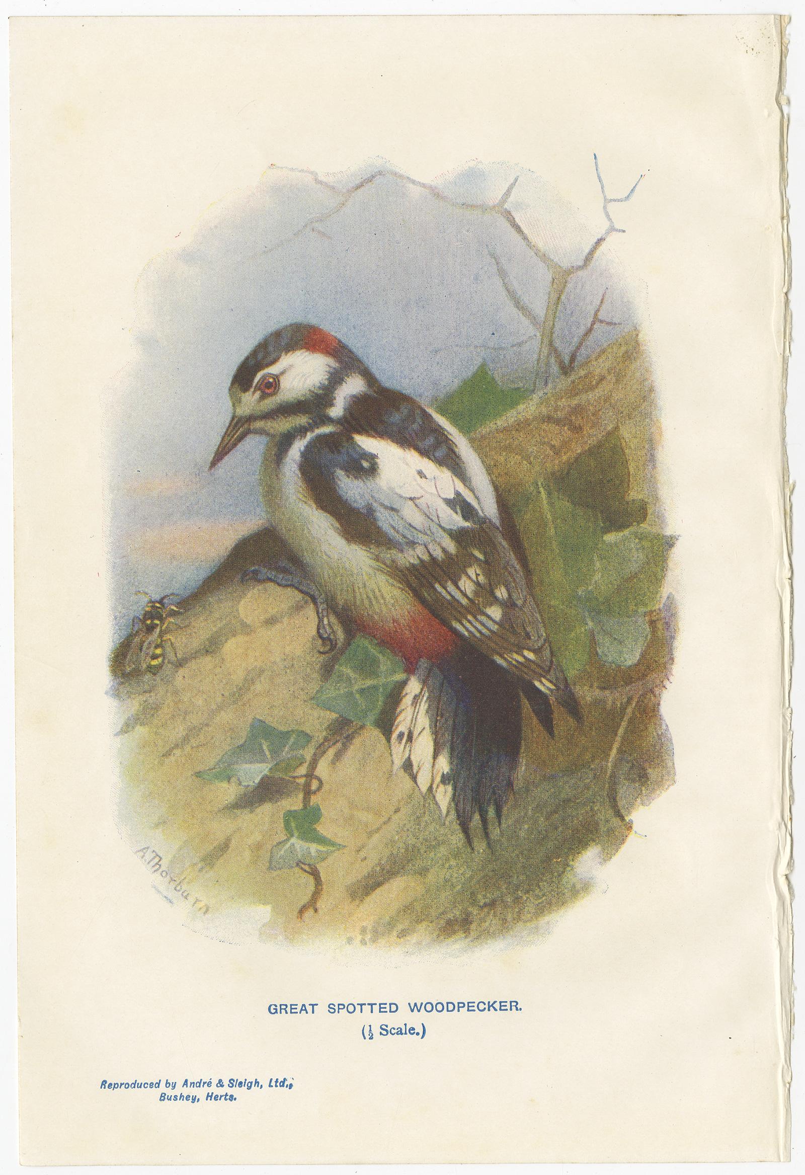Ensemble de 4 gravures anciennes d'oiseaux Siskin:: Pic:: Wryneck:: 1901 Bon état - En vente à Langweer, NL