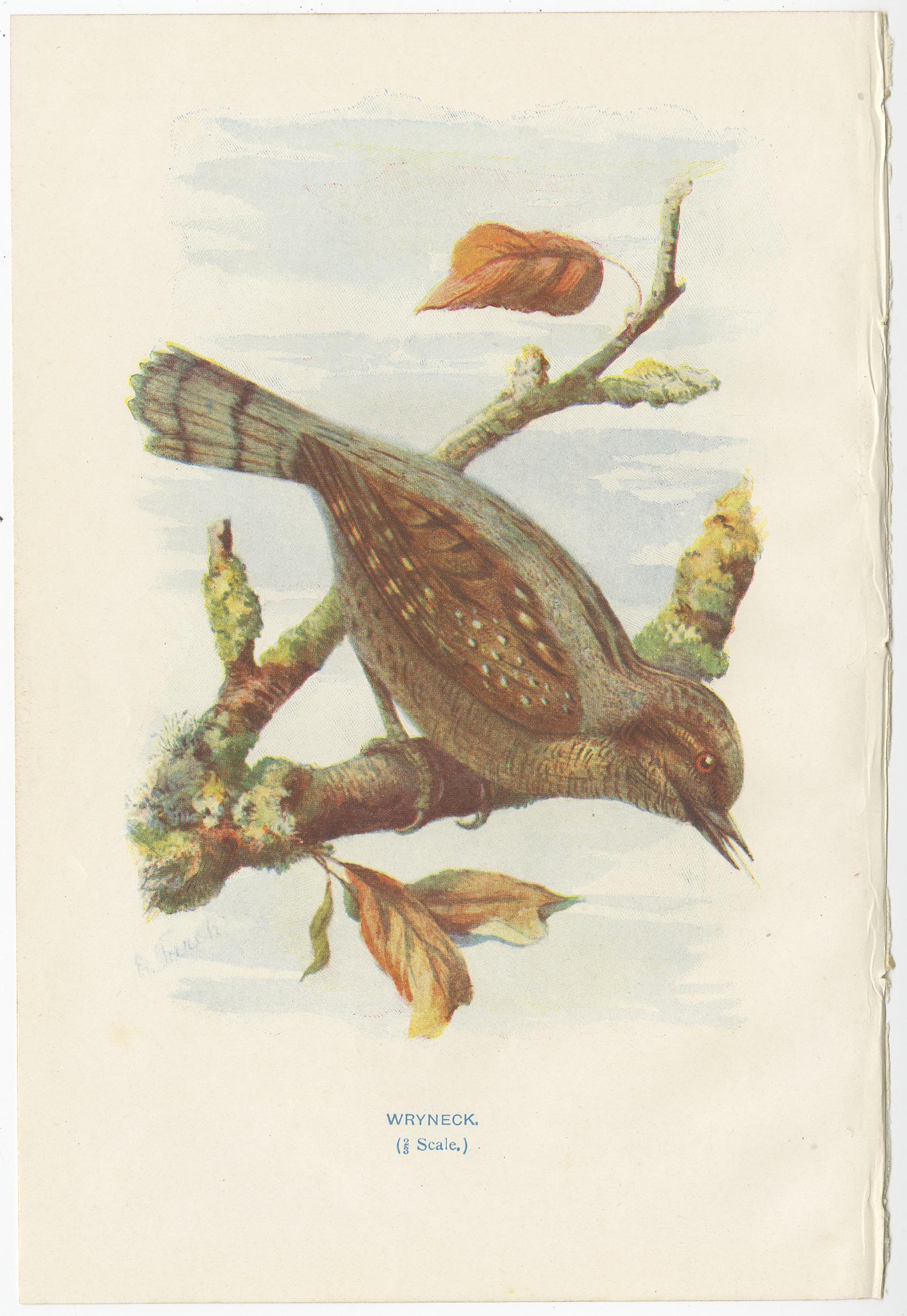 20ième siècle Ensemble de 4 gravures anciennes d'oiseaux Siskin:: Pic:: Wryneck:: 1901 en vente