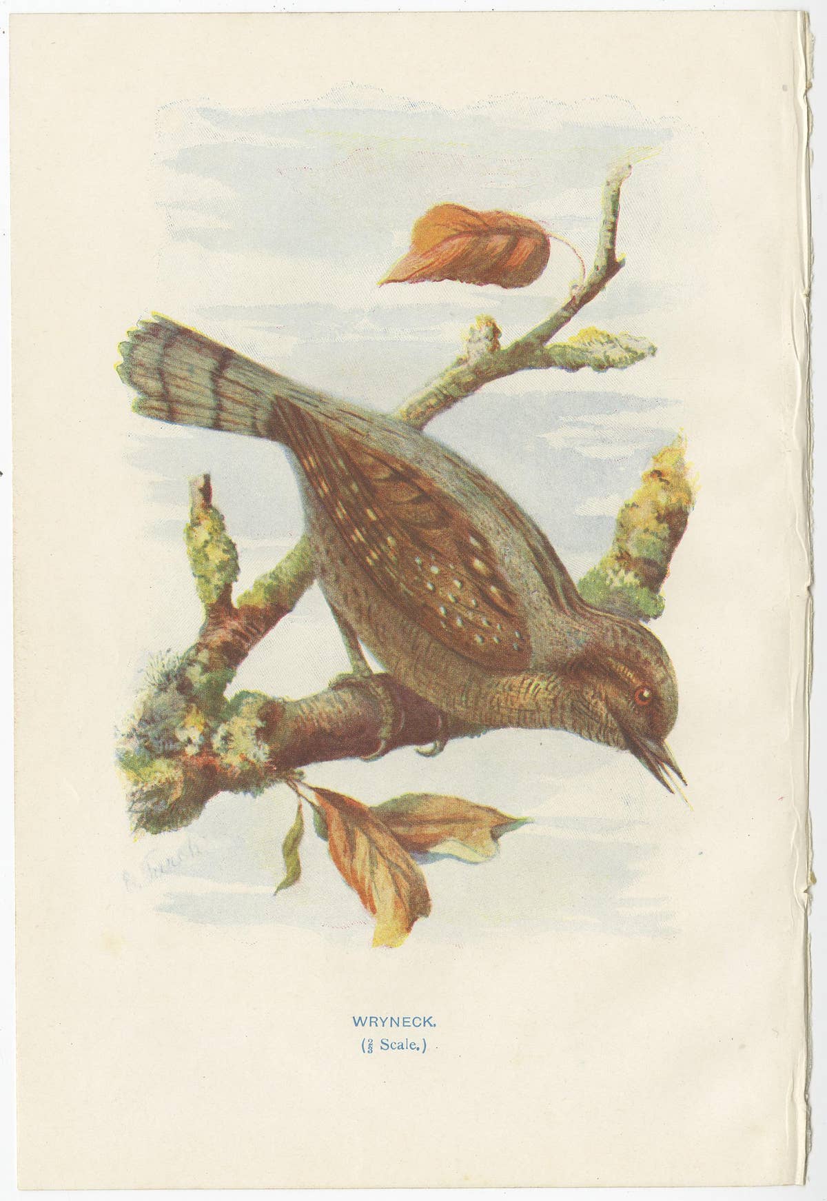 Set of 4 Antique Bird Prints Siskin, Woodpecker, Wryneck, 1901