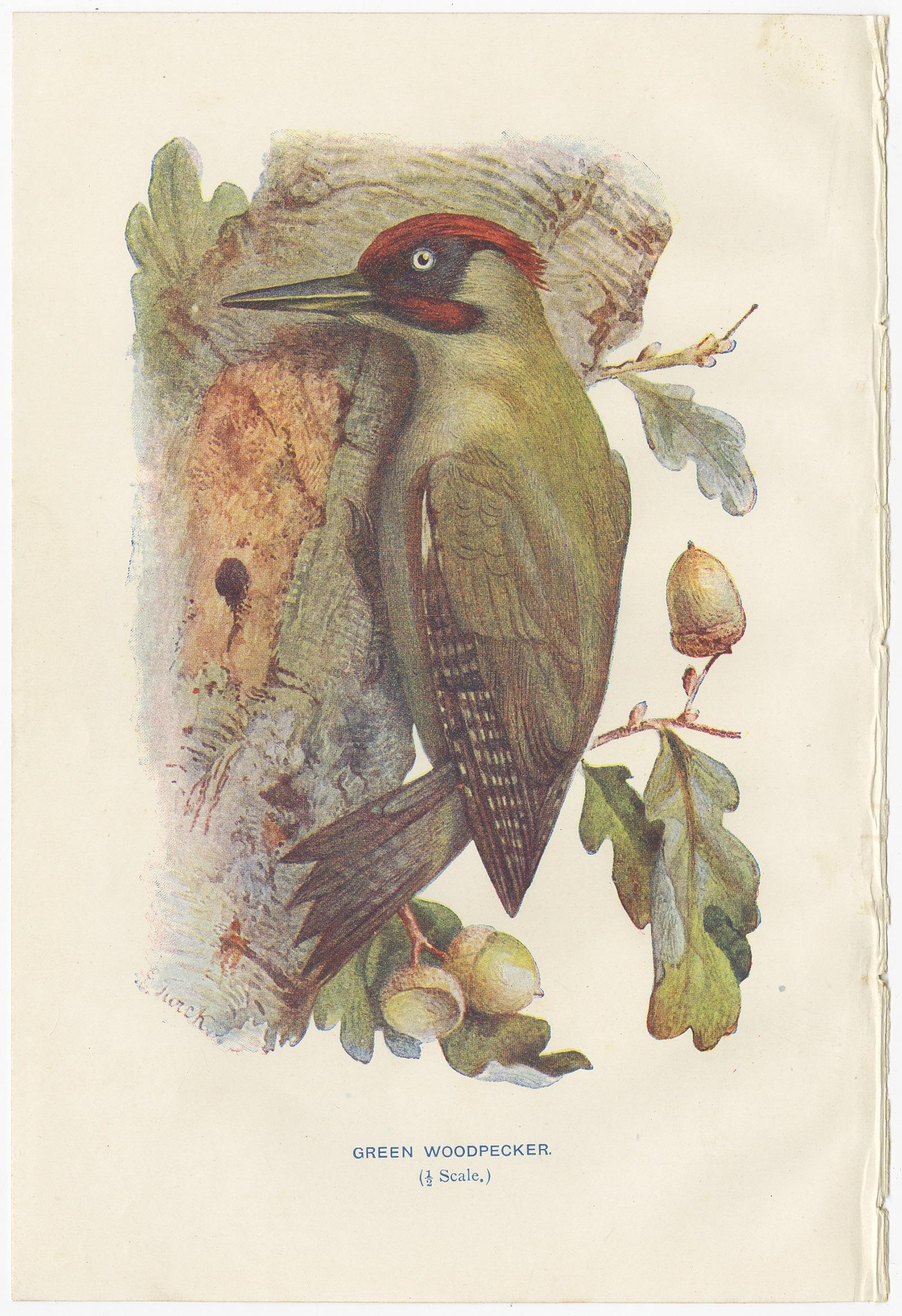 Papier Ensemble de 4 gravures anciennes d'oiseaux Siskin:: Pic:: Wryneck:: 1901 en vente