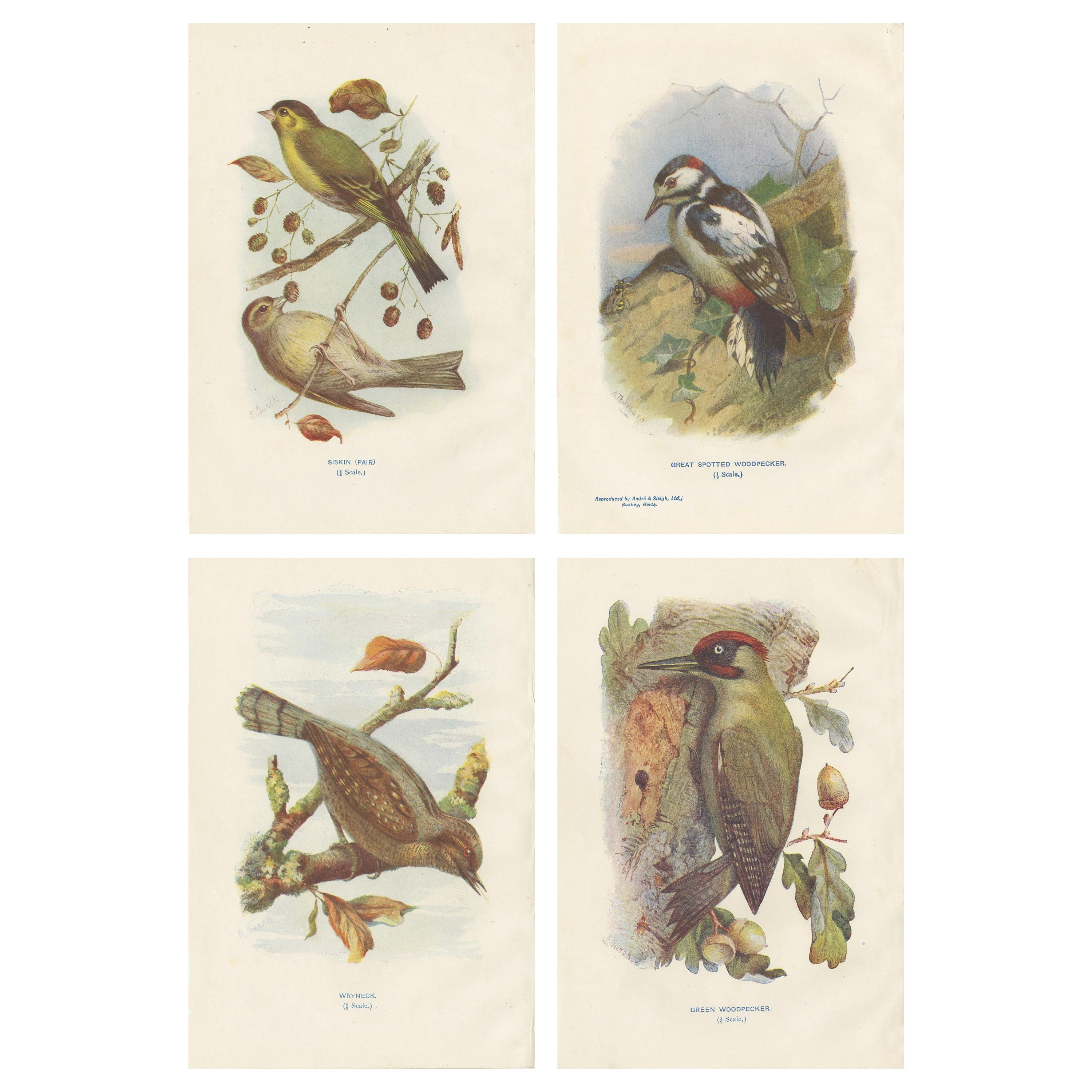 Conjunto de 4 Grabados Antiguos de Pájaros Lúgano, Pájaro carpintero, Torcecuello, 1901