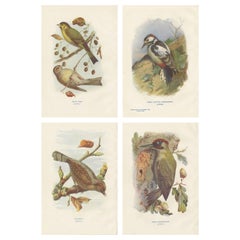 Set of 4 Antique Bird Prints Siskin, Woodpecker, Wryneck, 1901