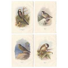 Set of 4 Antique Bird Prints Tit, Cole Tit, Rock Pipit, Marsh Tit, 
1901

