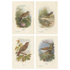 Set of 4 Antique Bird Prints Turtle Dove, Wagtail, Thrush, Creeper, 1901