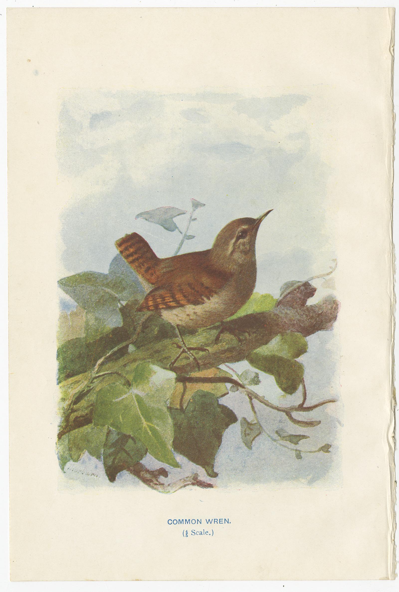 Ensemble de quatre gravures anciennes d'oiseaux intitulées 'Troglodyte commun - Gorgebleue à miroir - Robin des bois - Troglodyte à crête dorée'. Ces impressions proviennent de 