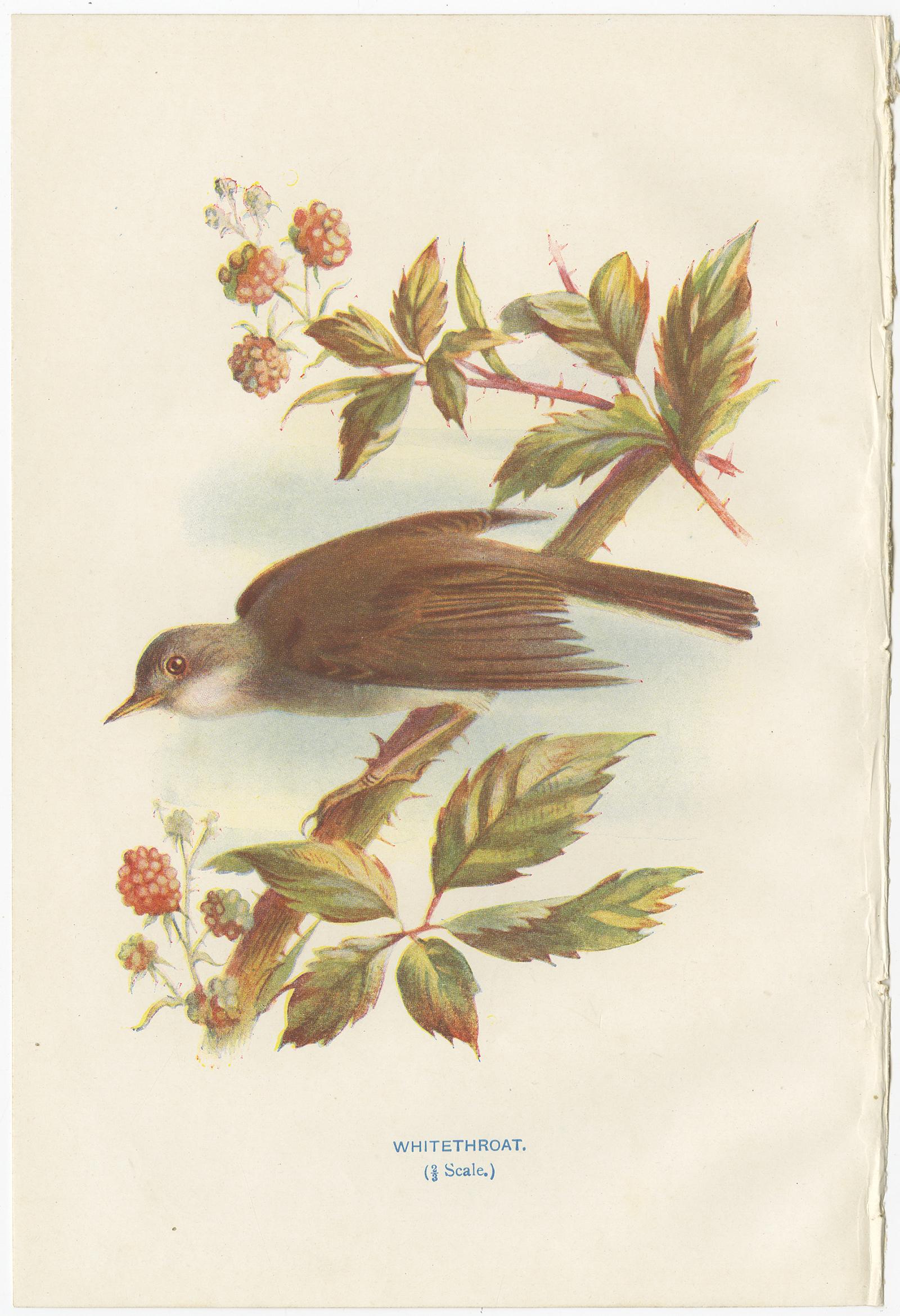 Set of 4 Antique Bird Prints Wren, Whitethroat, Robin, 1901 In Good Condition For Sale In Langweer, NL