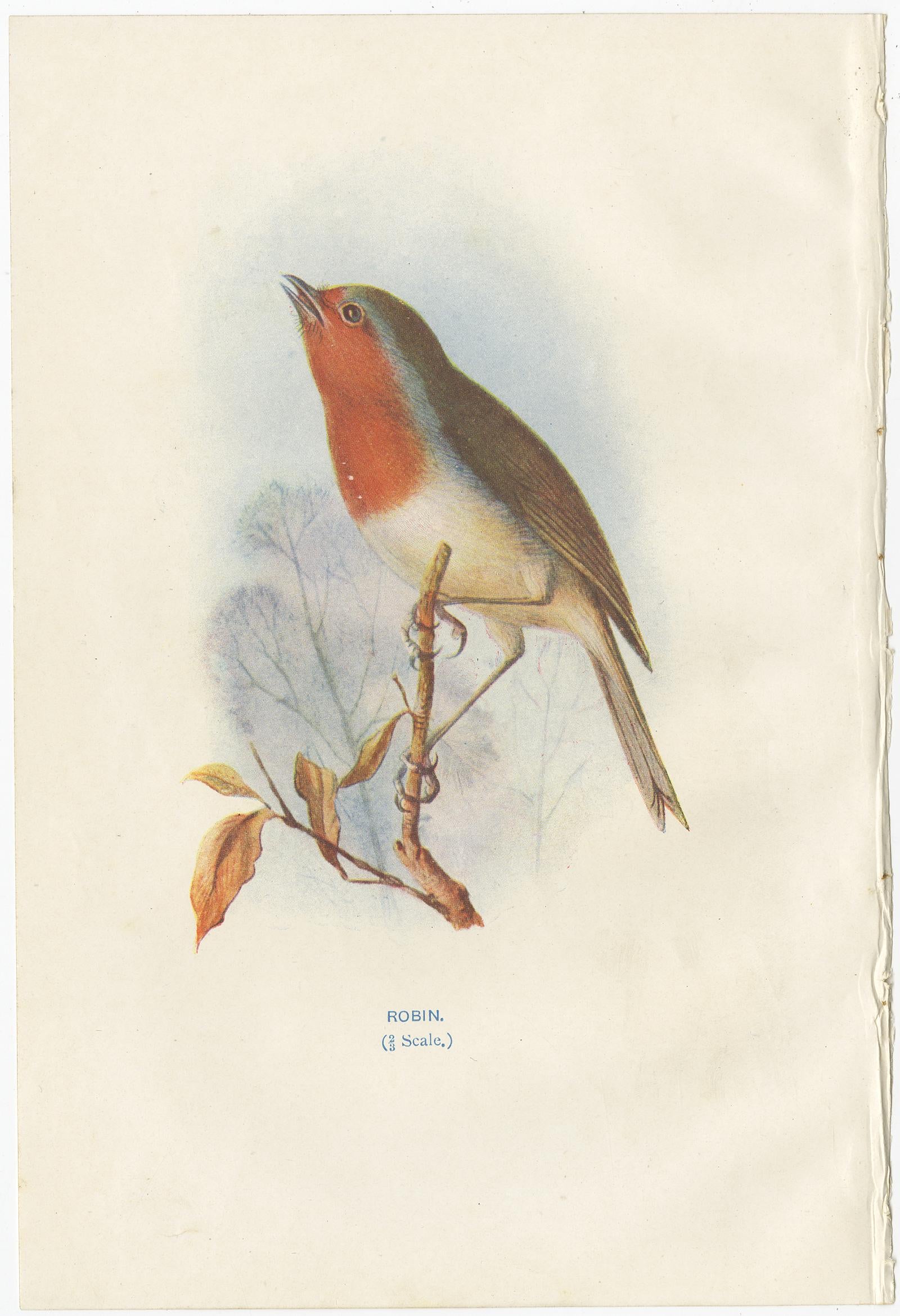 20th Century Set of 4 Antique Bird Prints Wren, Whitethroat, Robin, 1901 For Sale