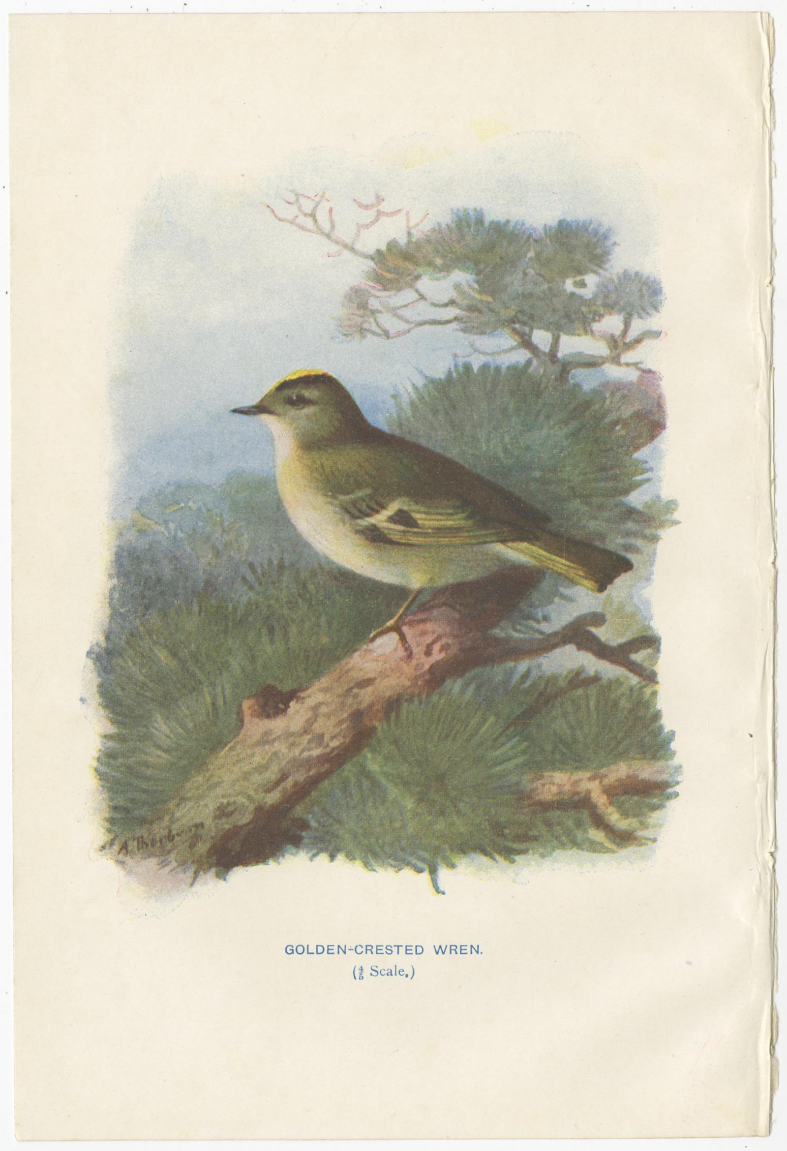 Paper Set of 4 Antique Bird Prints Wren, Whitethroat, Robin, 1901 For Sale