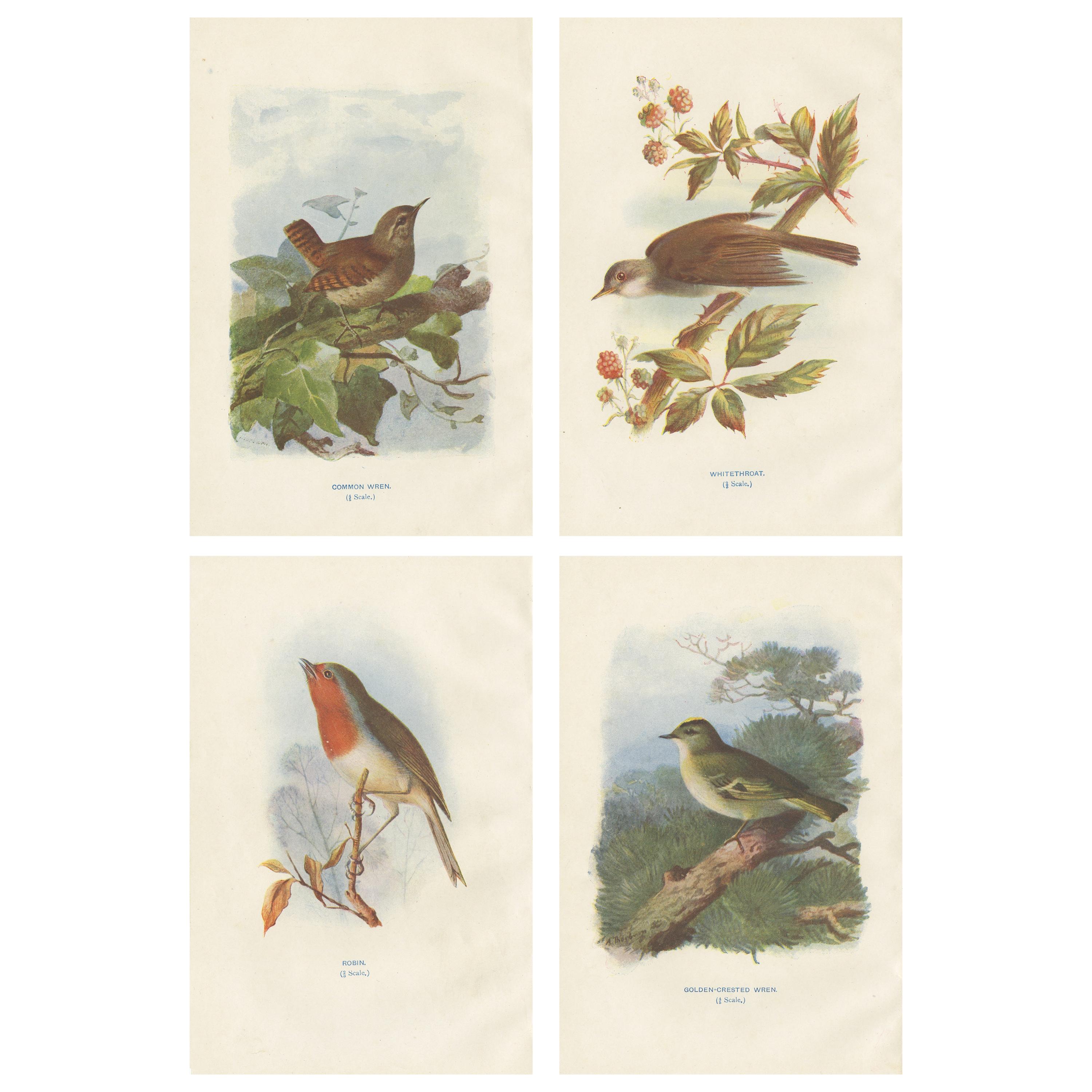 Ensemble de 4 gravures anciennes d'oiseaux Troglodyte:: Gorgebleue à miroir:: Robin:: 1901 en vente