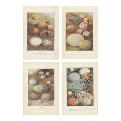 Set of 4 Antique Bird's Eggs Prints Jay, Sparrow, Swallow, Rook, Raven
