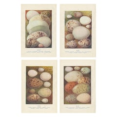 Set of 4 Antique Bird's Eggs Prints Shoveller - Ruff - Kite - Nuthatch - Dipper