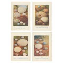 Set of 4 Vintage Bird's Eggs Prints Snipe, Skua, Skylark, Brambling, Thrush