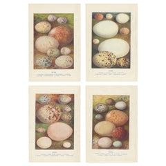 Set of 4 Antique Bird's Eggs Prints Water Rail, Buzzard, Woordlark, Merlin