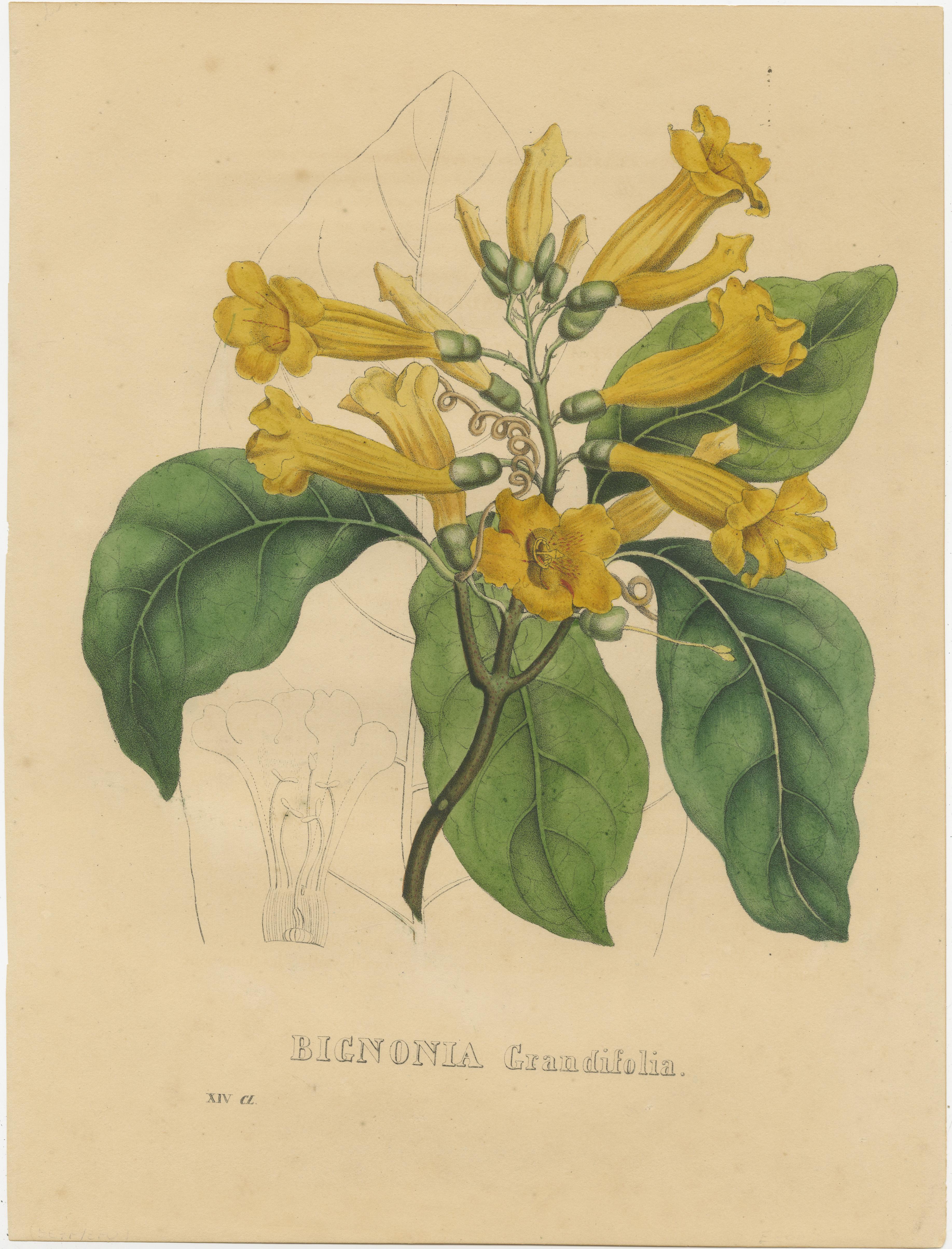 19th Century Set of 4 Antique Botanical Prints of Brunfelsia Undulata and others For Sale