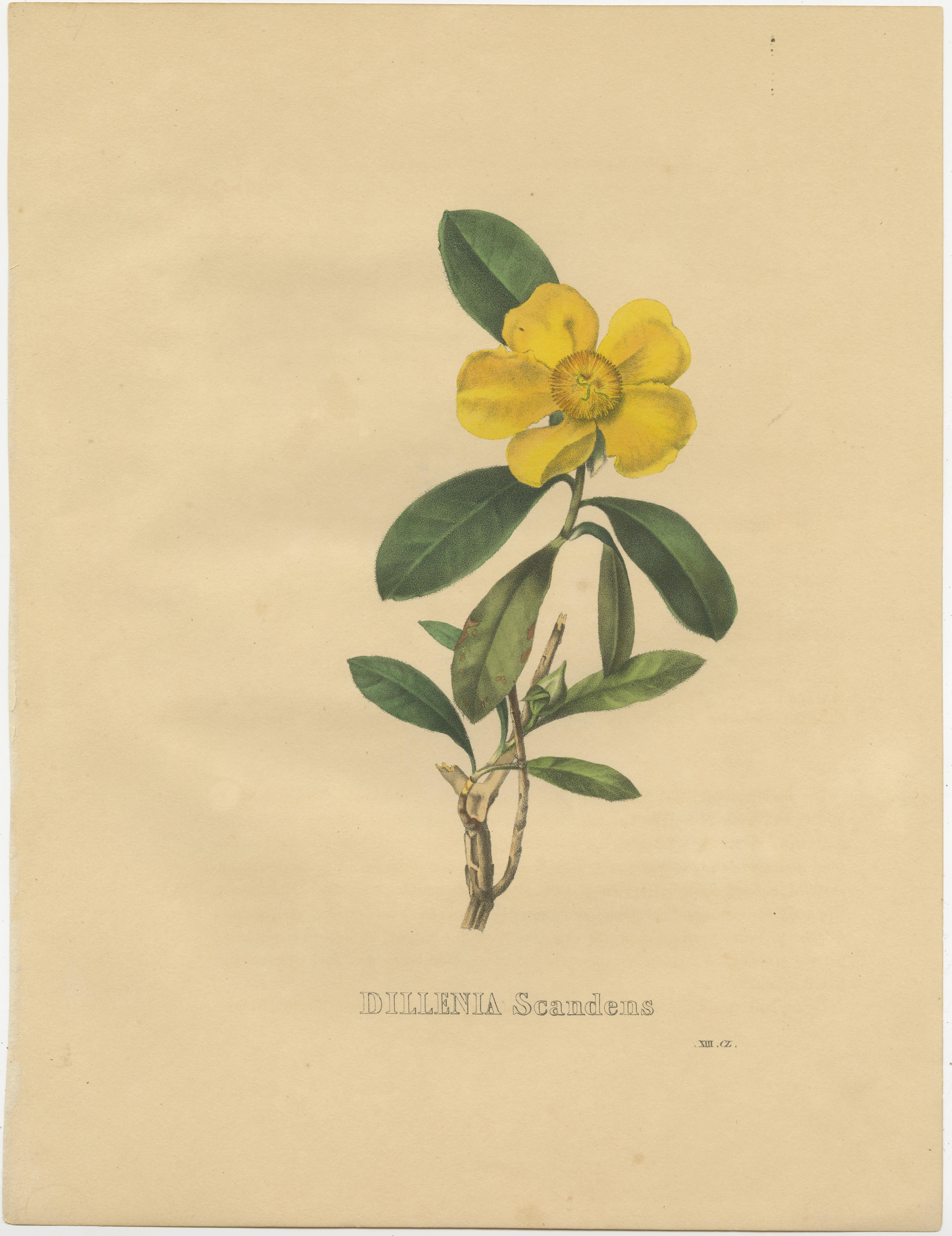 Paper Set of 4 Antique Botanical Prints of Brunfelsia Undulata and others For Sale