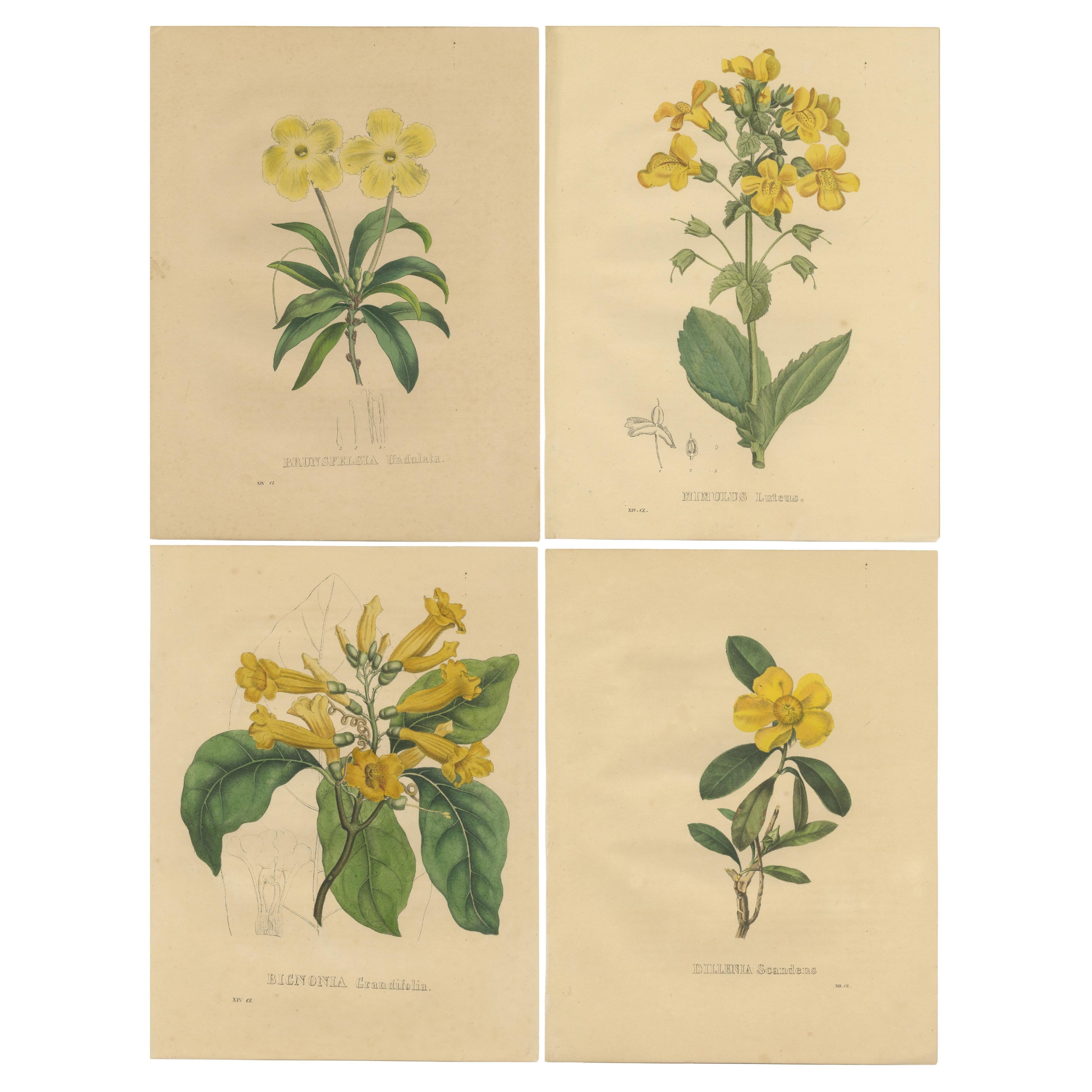 Set of 4 Antique Botanical Prints of Brunfelsia Undulata and others