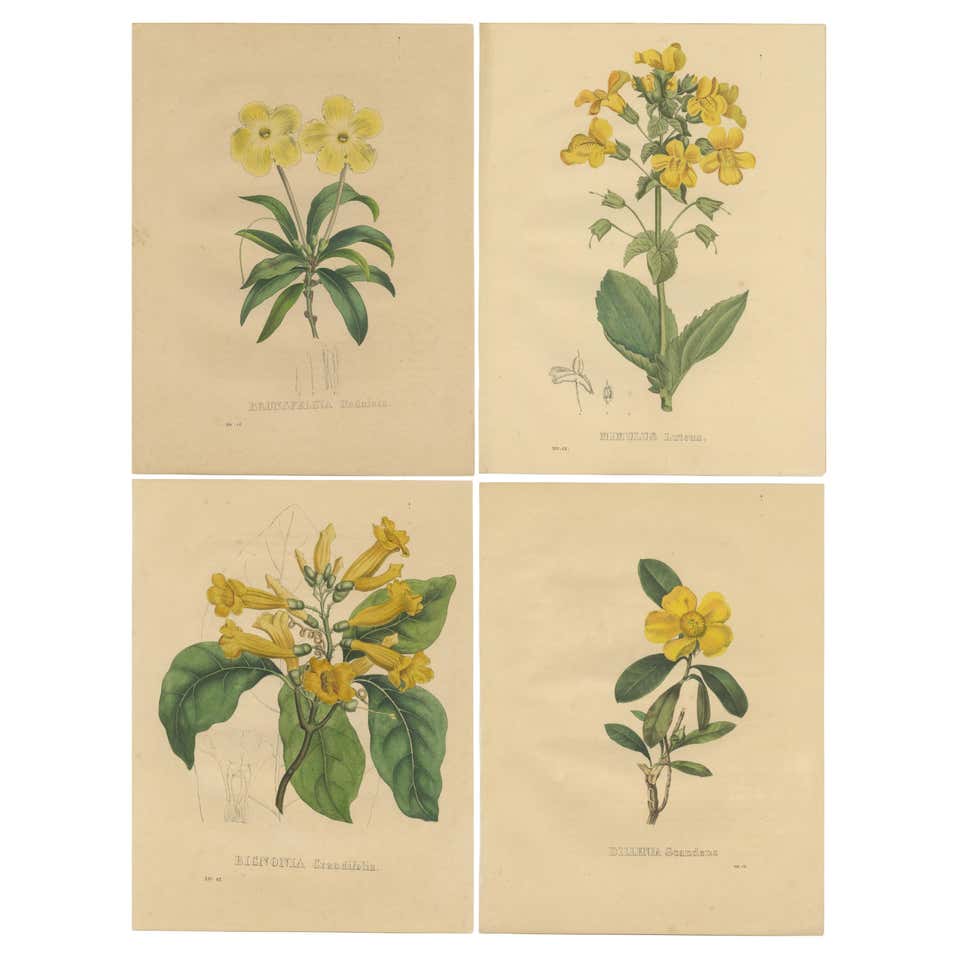 Original Botanitcal Prints Set Of Botanical Prints - 254 For Sale on 1stDibs