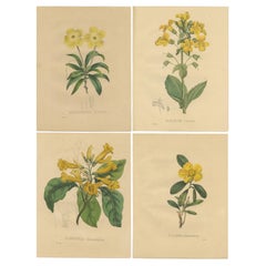 Set of 4 Antique Botanical Prints of Brunfelsia Undulata and others