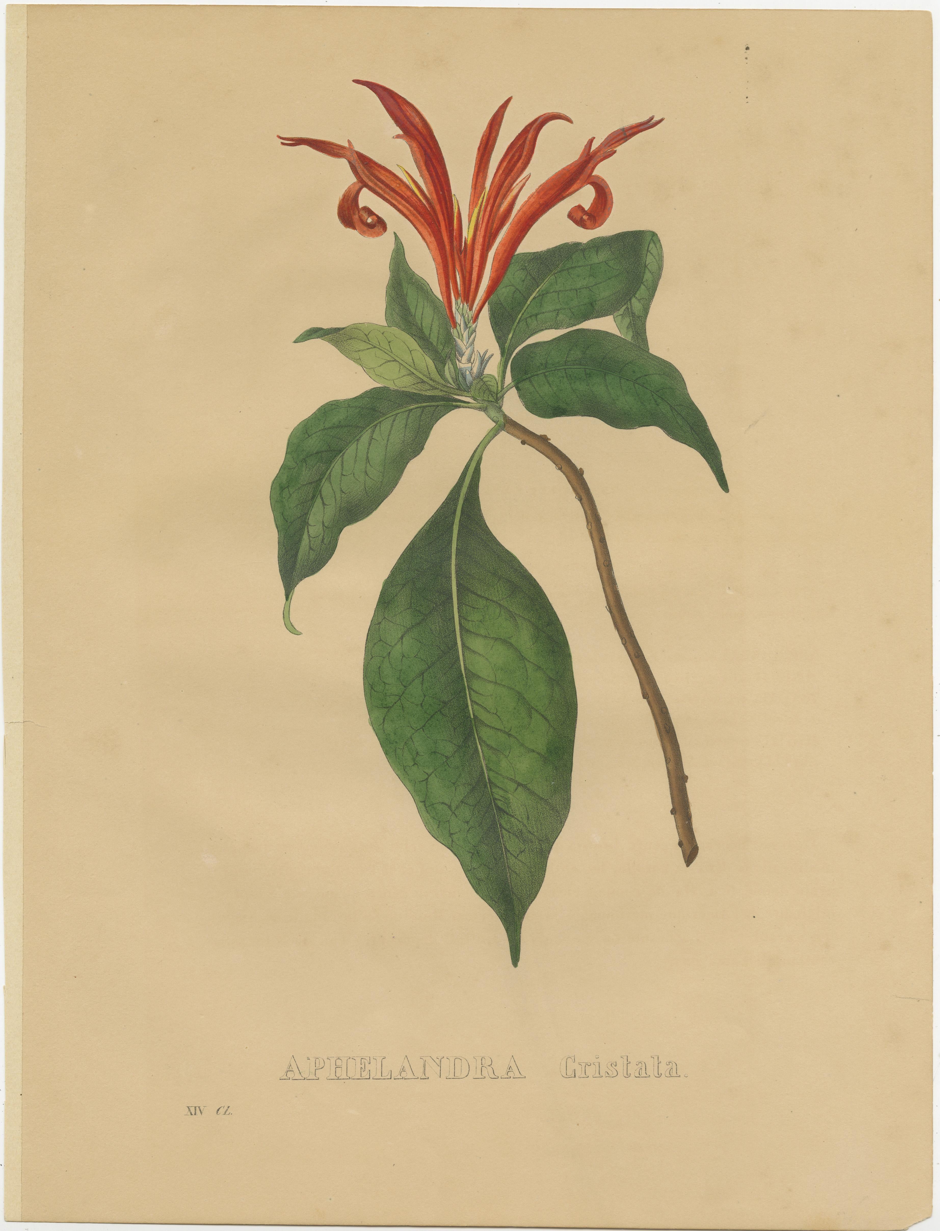 aphelandra longiflora